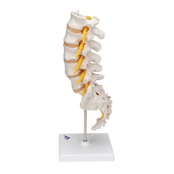 Human Lumbar Spinal Column Anatomy Model