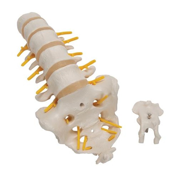 Human Lumbar Spinal Column Anatomy Model