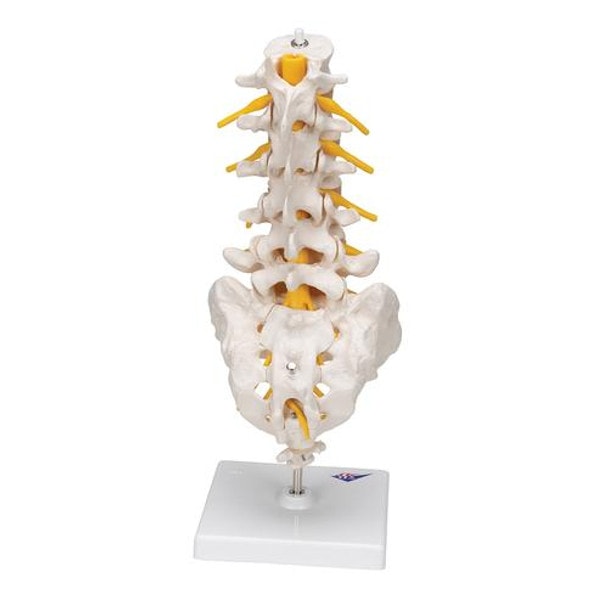 Human Lumbar Spinal Column Anatomy Model
