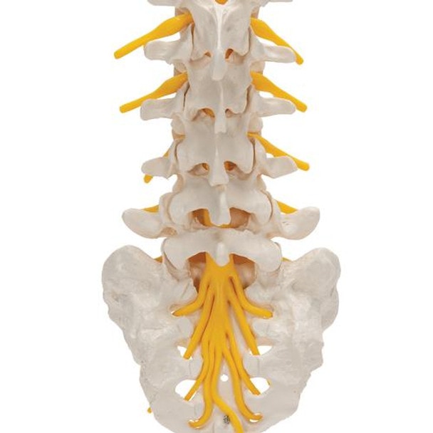 Human Lumbar Spinal Column Anatomy Model