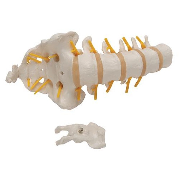 Human Lumbar Spinal Column Anatomy Model