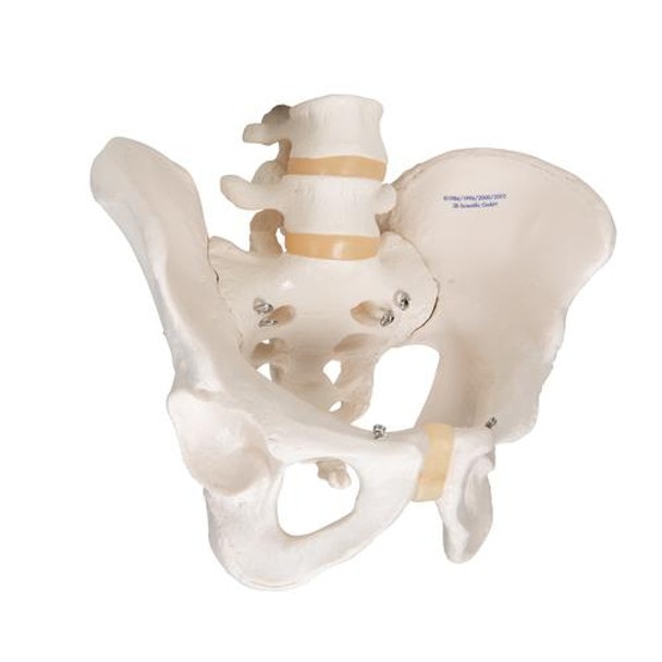 Male Pelvis Skeleton Anatomy Model