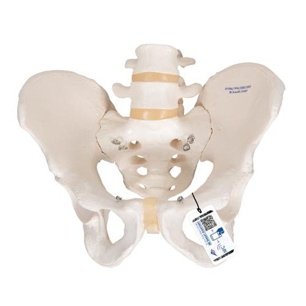 Male Pelvis Skeleton Anatomy Model