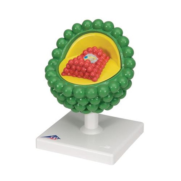 HIV Virus Model