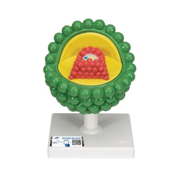 HIV Virus Model