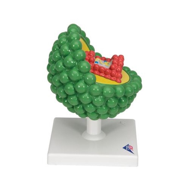 HIV Virus Model