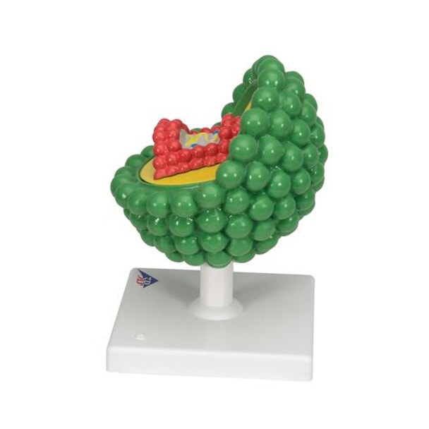 HIV Virus Model