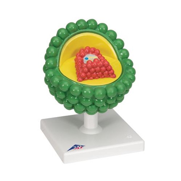 HIV Virus Model