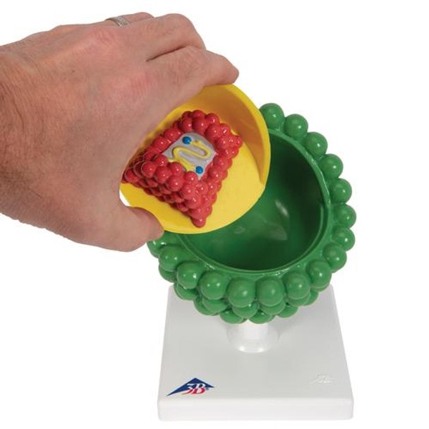 HIV Virus Model