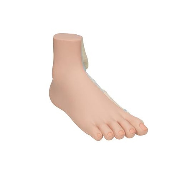 Normal Human Foot Anatomy Model - Right Side View
