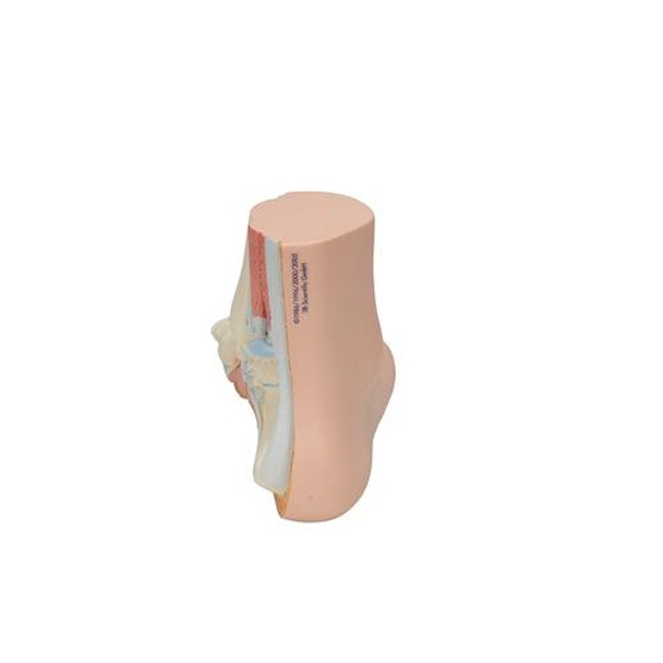 Normal Human Foot Anatomy Model - Back View