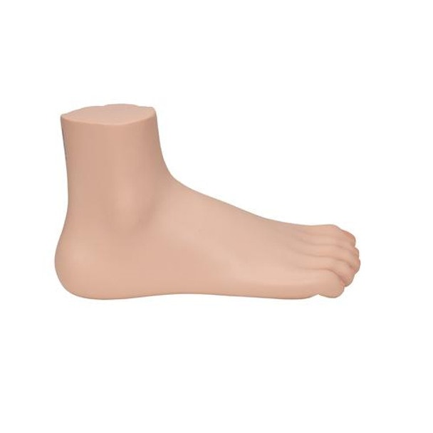 Normal Human Foot Anatomy Model - Right Side View