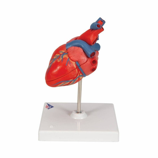 Classic Human Heart Anatomy Model