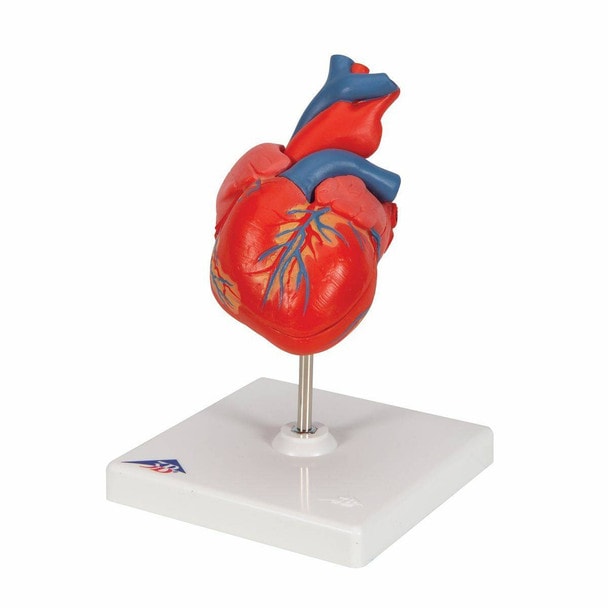 Classic Human Heart Anatomy Model