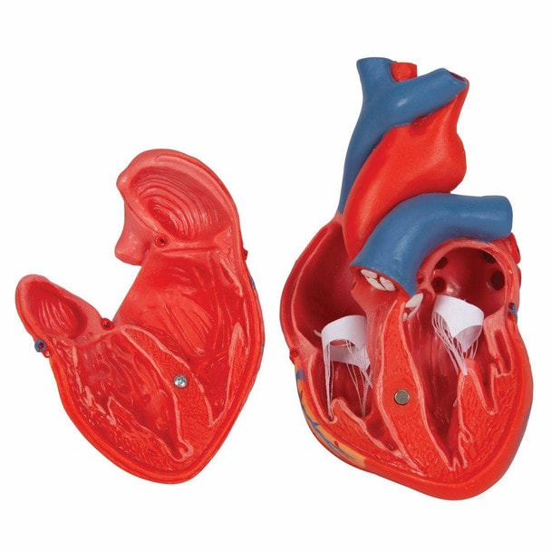 Classic Human Heart Anatomy Model