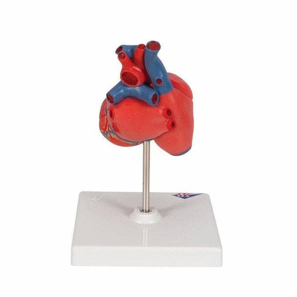 Classic Human Heart Anatomy Model