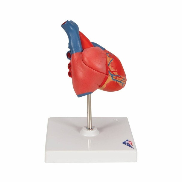 Classic Human Heart Anatomy Model