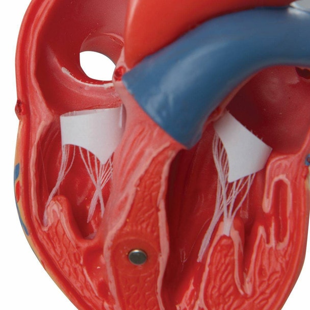 Classic Human Heart Anatomy Model