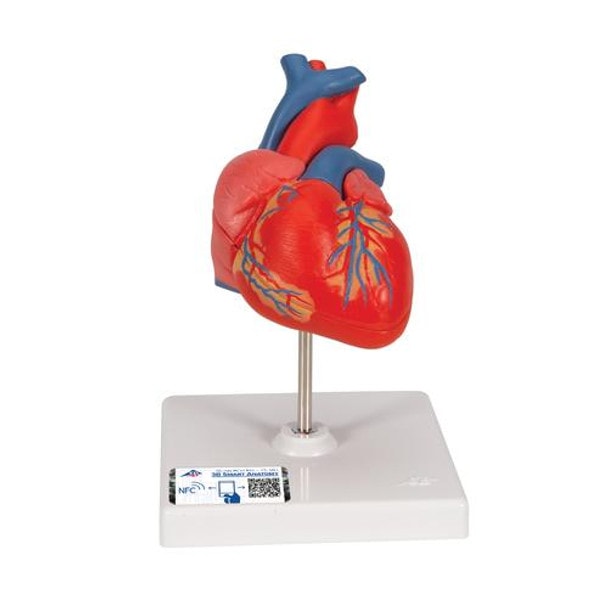 Classic Human Heart Anatomy Model