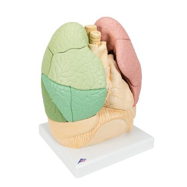 Segmented Lung - Right Side View