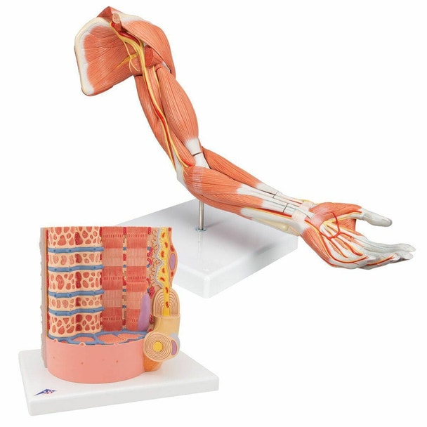 Muscle Anatomy Model Set