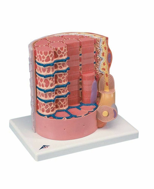 Muscle Anatomy Model Set