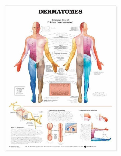 Dermatomes Laminated Anatomical Chart