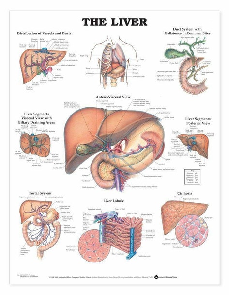 The Liver Laminated Anatomical Chart