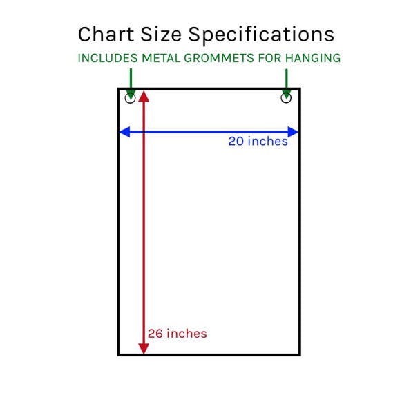 Your Eyes Laminated Anatomical Chart
