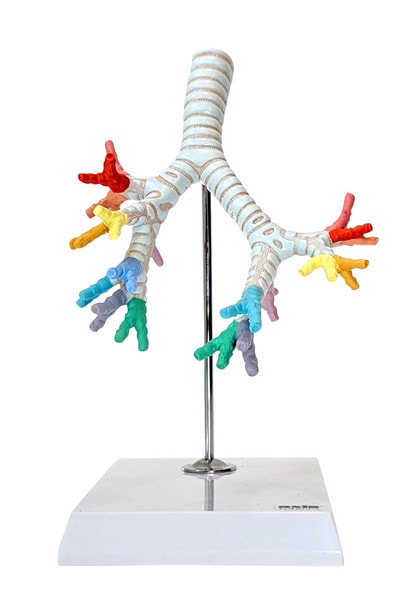 Axis Scientific Trachea and Bronchi Model