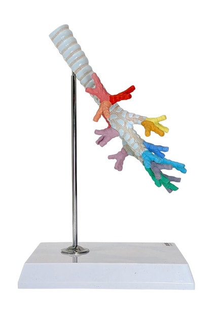 Axis Scientific Trachea and Bronchi Model
