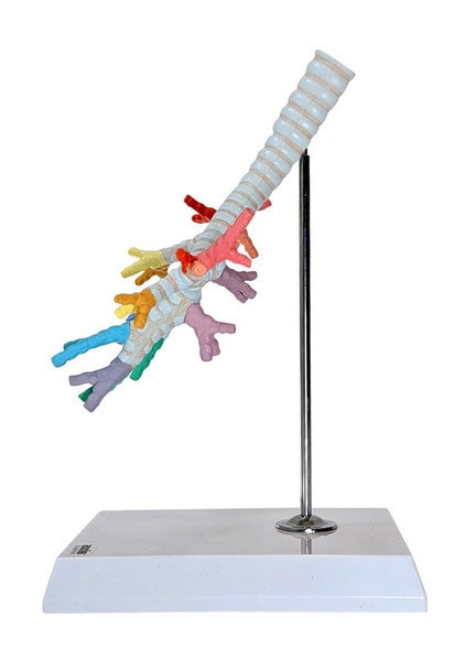 Axis Scientific Trachea and Bronchi Model