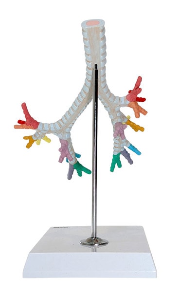 Axis Scientific Trachea and Bronchi Model