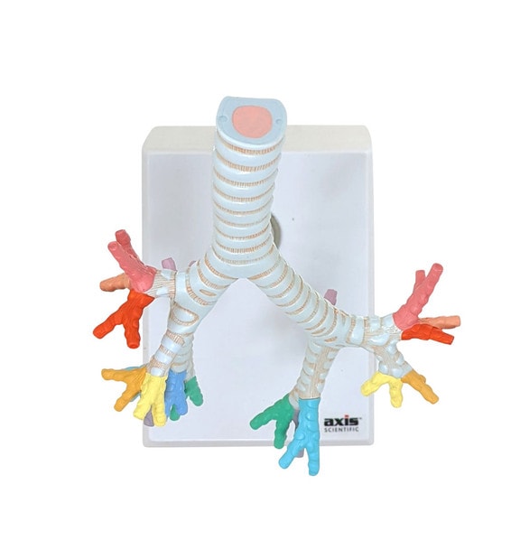 Axis Scientific Trachea and Bronchi Model