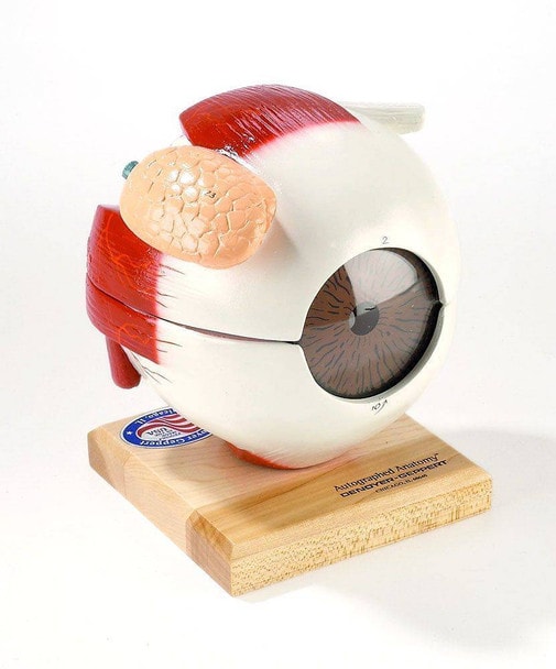 Giant Five Parts Eyeball Anatomy Model
