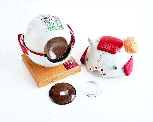 Giant Five Parts Eyeball Anatomy Model