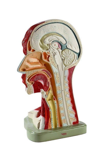 Right Half Of Head and Neck Musculature Anatomy Model