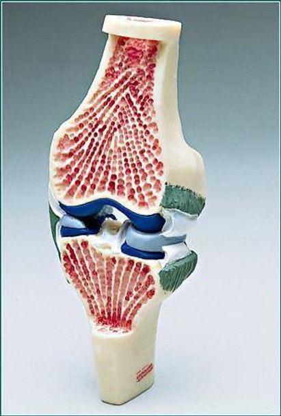 Synovial Joint
