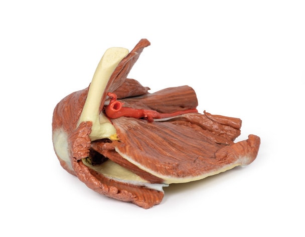 3D Printed Shoulder (left) Superficial Muscles and Axillary/Brachial Artery