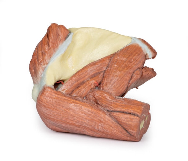 3D Printed Shoulder (left) Superficial Muscles and Axillary/Brachial Artery