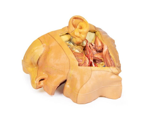 3D printed head and neck. Full view. Exposed muscles and arteries.