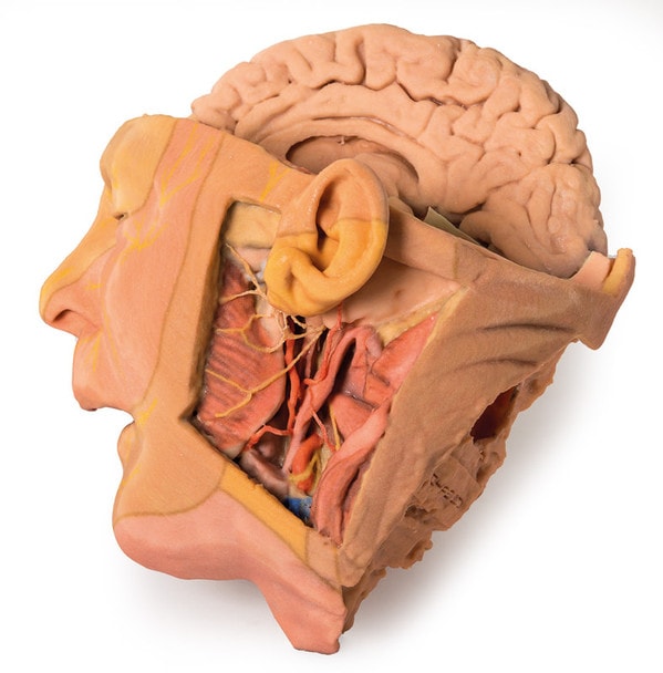 3D Printed Parasagittally - Sectioned Head and Neck