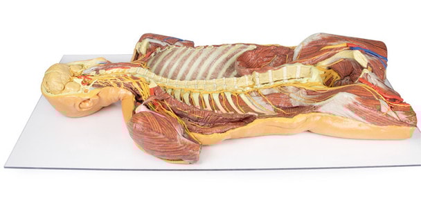 3D Printed Ventral Deep Dissection - Posterior Body Wall