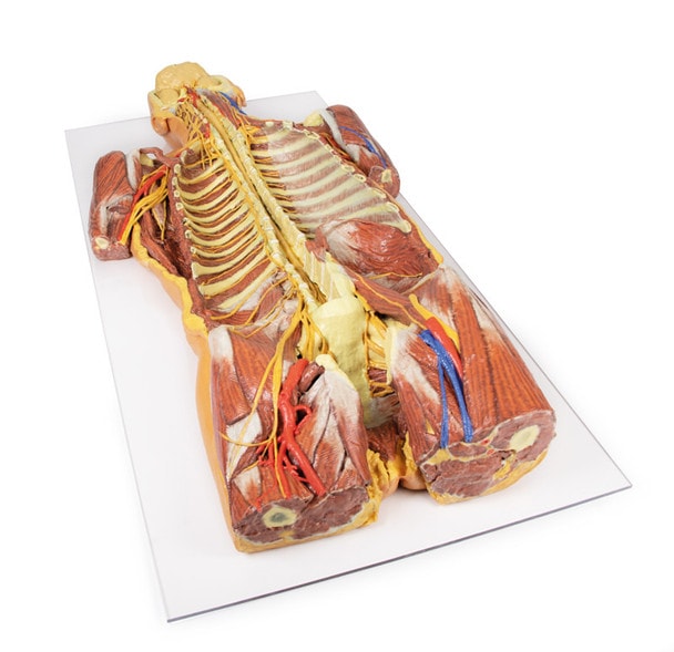 3D Printed Ventral Deep Dissection - Posterior Body Wall