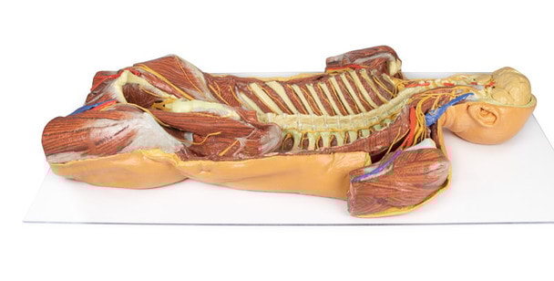 3D Printed Ventral Deep Dissection - Posterior Body Wall