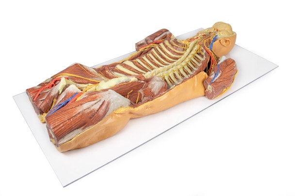 3D Printed Ventral Deep Dissection - Posterior Body Wall