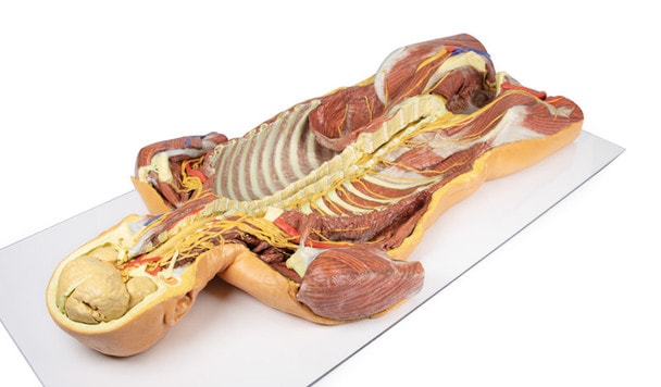 3D Printed Ventral Deep Dissection - Posterior Body Wall