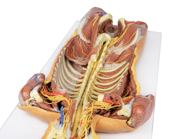 3D Printed Ventral Deep Dissection - Posterior Body Wall