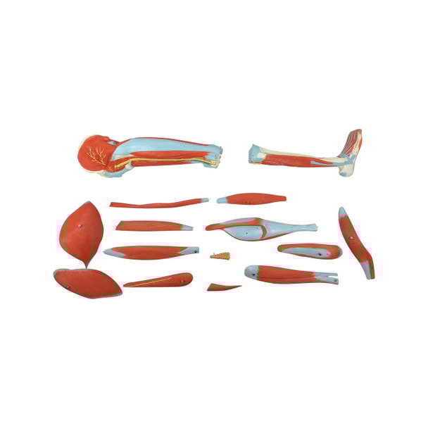 Axis Scientific Premium Life-Size Human Leg Musculature