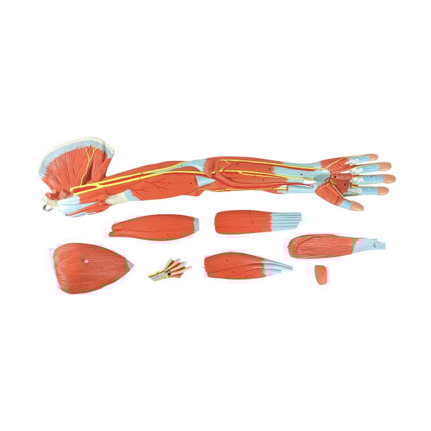 Axis Scientific Premium Life-Size Muscled Arm